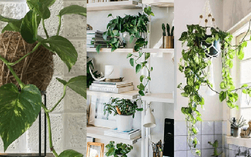 Loại cây trồng trong phòng ngủ giúp an thần, lọc không khí