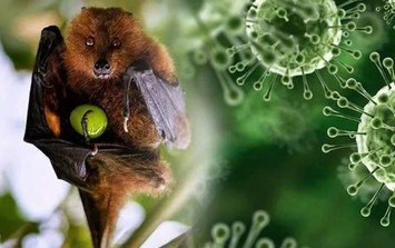 Bộ Y tế yêu cầu siết chặt an toàn thực phẩm phòng bệnh do vi rút Nipah