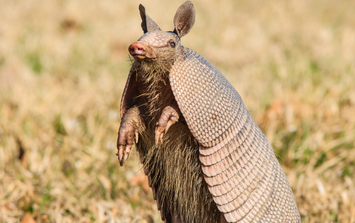 Tạo hóa chắc hẳn đã "photoshop" quá tay khi nặn ra 5 sinh vật này: Vừa lạ lùng, vừa đáng yêu đến mức khó tin