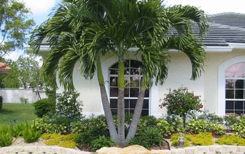 Đây là lý do trồng cây trước nhà để tránh xui xẻo