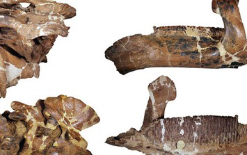 Quái vật dài 12 mét làm giới khoa học "lạc lối" hơn 100 năm