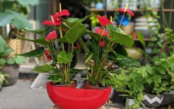 Cách chọn cây cảnh chuẩn bị đón Tết kích hoạt luồng khí tốt, giúp gia đình gặp nhiều may mắn