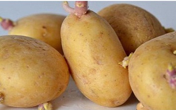 Những món ăn nguy hiểm có thể gây ngộ độc bạn cần biết