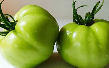 Tác hại ăn cà chua xanh khi không chế biến đúng cách