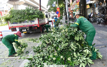 Diện mạo đường phố Hà Nội sau đợt cắt tỉa hoa sữa