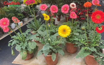 Những loại hoa giá rẻ mang ý nghĩa cát tường, may mắn đầu năm mới