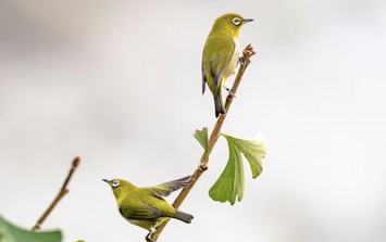 4 tháng sinh Âm lịch của người mang số phát đạt, hậu vận an nhàn, con cháu hiếu thuận