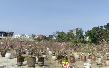 Hàng ngàn cây hoa đào nở sớm, người bán hạ giá nhưng vẫn vắng khách mua