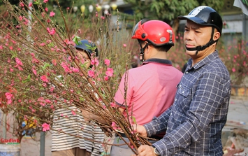 Hà Nội: Chợ hoa Tết nhộn nhịp ngày 28 tháng Chạp, người dân hối hả 'săn' cây cảnh giá rẻ về nhà