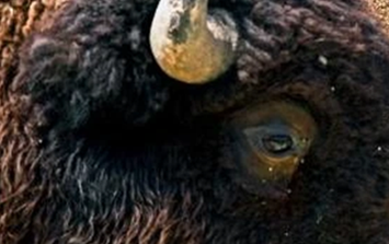 Loài vật quý hiếm bậc nhất hành tinh, tưởng tuyệt chủng bất ngờ "tái xuất" ở nơi vô cùng đặc biệt