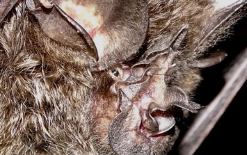 Loài vật quý hiếm bậc nhất hành tinh, tưởng tuyệt tích 40 năm bất ngờ "tái xuất"