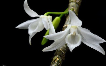 Lan đột biến rục rịch nóng trở lại, tiềm ẩn nhiều hệ lụy