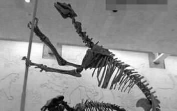 Loài vật quý hiếm bậc nhất hành tinh, tuyệt chủng 500.000 năm bỗng tái xuất khiến giới khoa học ngỡ ngàng