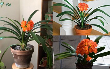 Cây trước nhà cho 12 con giáp thu hút tài lộc, đón bình an