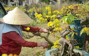 Bí quyết chăm sóc cây cảnh sau Tết luôn được tươi đẹp