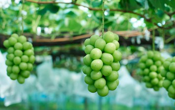 Suy thận ăn được hoa quả gì để tránh làm chức năng thận suy yếu hơn?