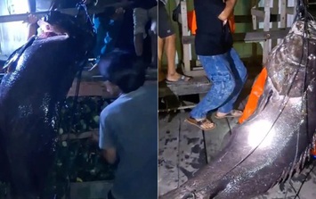 Ngư dân bắt được cá mú khổng lồ nặng hơn 100kg trên biển