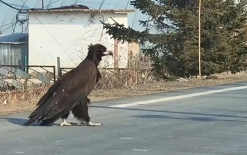 Người phụ nữ bắt gặp con chim khổng lồ cao gần 1 mét băng qua đường