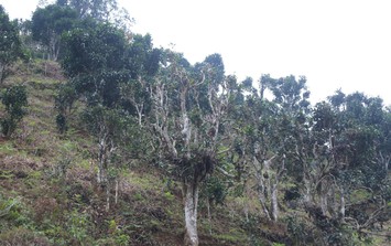 Công nhận làng nghề chè Shan tuyết Bằng Phúc, 'báu vật xanh' giữa đại ngàn Thái Nguyên