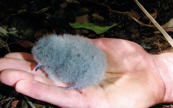 Loài vật quý hiếm bậc nhất hành tinh, tưởng tuyệt chủng 100 năm bất ngờ "tái xuất" qua một quả trứng nhỏ