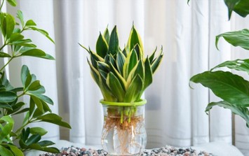 Đây mới là loại cây hút ẩm - khử mùi, trồng ở nhà nào nhà ấy đầy lộc