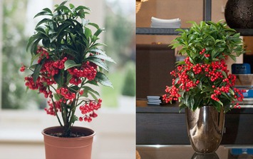 Những loại cây nên trồng đầu năm giúp không gian sống xanh mát, hợp phong thủy, gia chủ lại thêm tài lộc