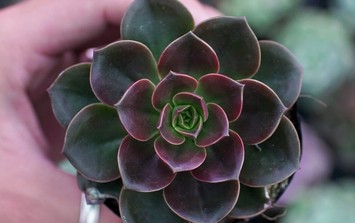 Đặt cây này trên bàn làm việc không chỉ giúp thanh lọc không khí mà còn mang đến tài lộc, may mắn