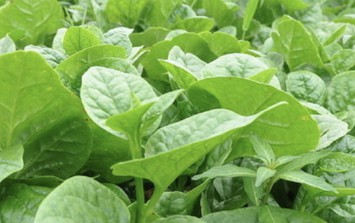 Bị sỏi thận có nên ăn rau mồng tơi không?