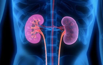 Nắng nóng, 6 việc người Việt nên làm để phòng ngừa nguy cơ suy thận và bệnh lý đường tiết niệu