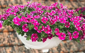 Cây trồng trên ban công chịu nắng ngừa côn trùng cho mùa hè 2026