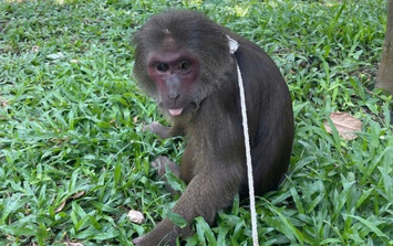 Kiểm lâm TP Huế tiếp nhận khỉ mặt đỏ quý hiếm đi lạc vào chùa