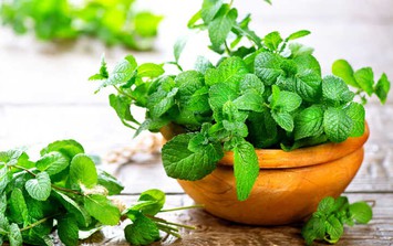 Cây xanh lý tưởng cho không gian nhà vệ sinh sạch và thư giãn năm 2026