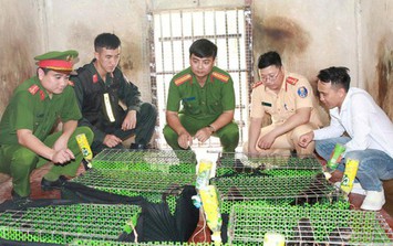 Ẩn mình trên mạng xã hội, đường dây buôn động vật quý hiếm vẫn "sa lưới"