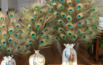 Ý nghĩa bình lông công trong phong thủy và cải vận bạn nên biết