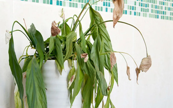 Nhà có cây tự nhiên chết là điềm báo gì?