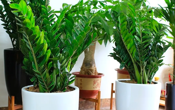 Cây kim tiền có độc không? Những lợi ích mà cây kim tiền mang lại cho sức khỏe