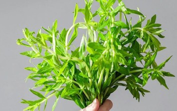 Các cách uống nước rau ngổ để hỗ trợ chữa sỏi thận