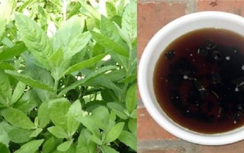 Cách dùng cây cúc tần trị sỏi thận an toàn, hiệu quả, được nhiều người áp dụng
