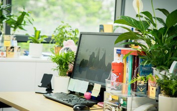 Người mệnh Thủy để cây gì trên bàn khơi thông dòng chảy tài lộc