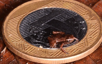 Loài vật nhỏ nhất hành tinh