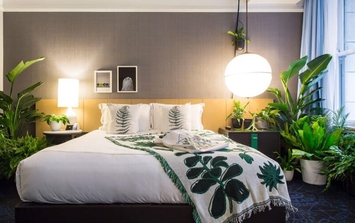 Để có giấc ngủ ngon, giảm stress, nên đặt cây này trong phòng ngủ