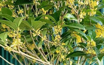 Loài cây quý như vàng, hút tài lộc, bình an, gọi may mắn về nhà