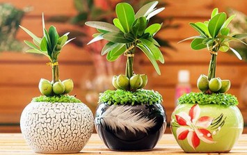 'Lột xác' góc làm việc với các loại cây phong thủy 'vừa sang vừa chất'