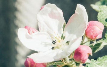 4 giờ sinh Âm lịch phạm đào hoa xấu theo Bát tự: Dễ vướng tình tay ba, hôn nhân nhiều sóng gió