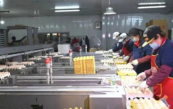 "Đột nhập" nhà máy sản xuất 450.000 quả trứng tươi/ngày, phát hiện "thông tin" về dây chuyền chế biến được đầu tư hơn 193 tỷ đồng
