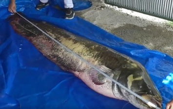 Người đàn ông câu được con cá trê khổng lồ nặng 110 kg, dài 2,5 mét