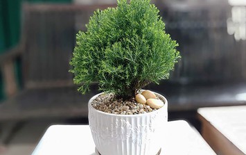5 cây phong thủy mini "hút tài lộc, lọc bức xạ" hoàn hảo cho bàn làm việc