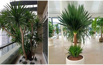 Top cây cảnh "quốc dân" size lớn được giới nhà giàu săn đón: Nhà bạn có chưa?