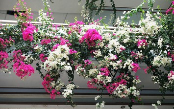 Bí quyết chăm loài hoa "nghiện nắng" như mười giờ, hoa giấy để luôn rực rỡ suốt mùa hè