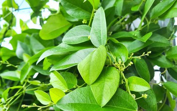 Loại lá trồng làm cảnh, nấu thành món giải nhiệt, mát gan ngày hè